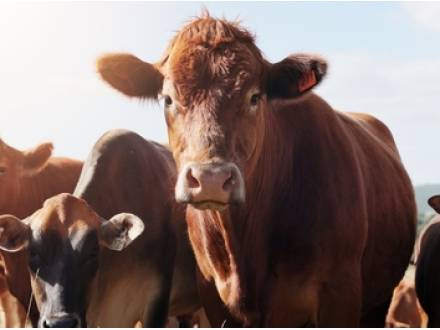 TX bankruptcy lawyer